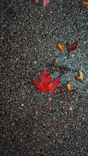 A textured asphalt surface with a prominent red maple leaf in the center. Several smaller leaves in shades of orange and yellow are scattered around, creating an autumnal feel. The rough pavement contrasts with the vibrant colors of the leaves.