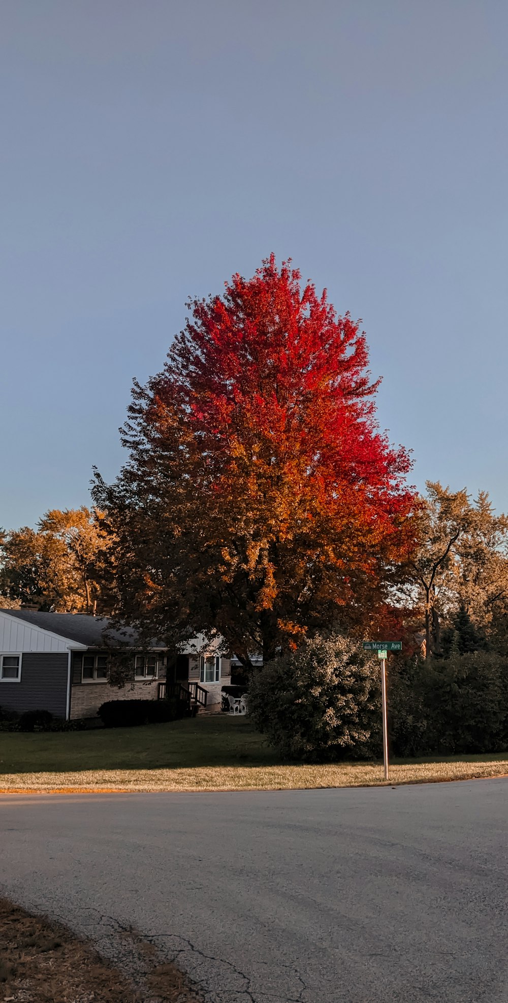 a red tree in front of a house