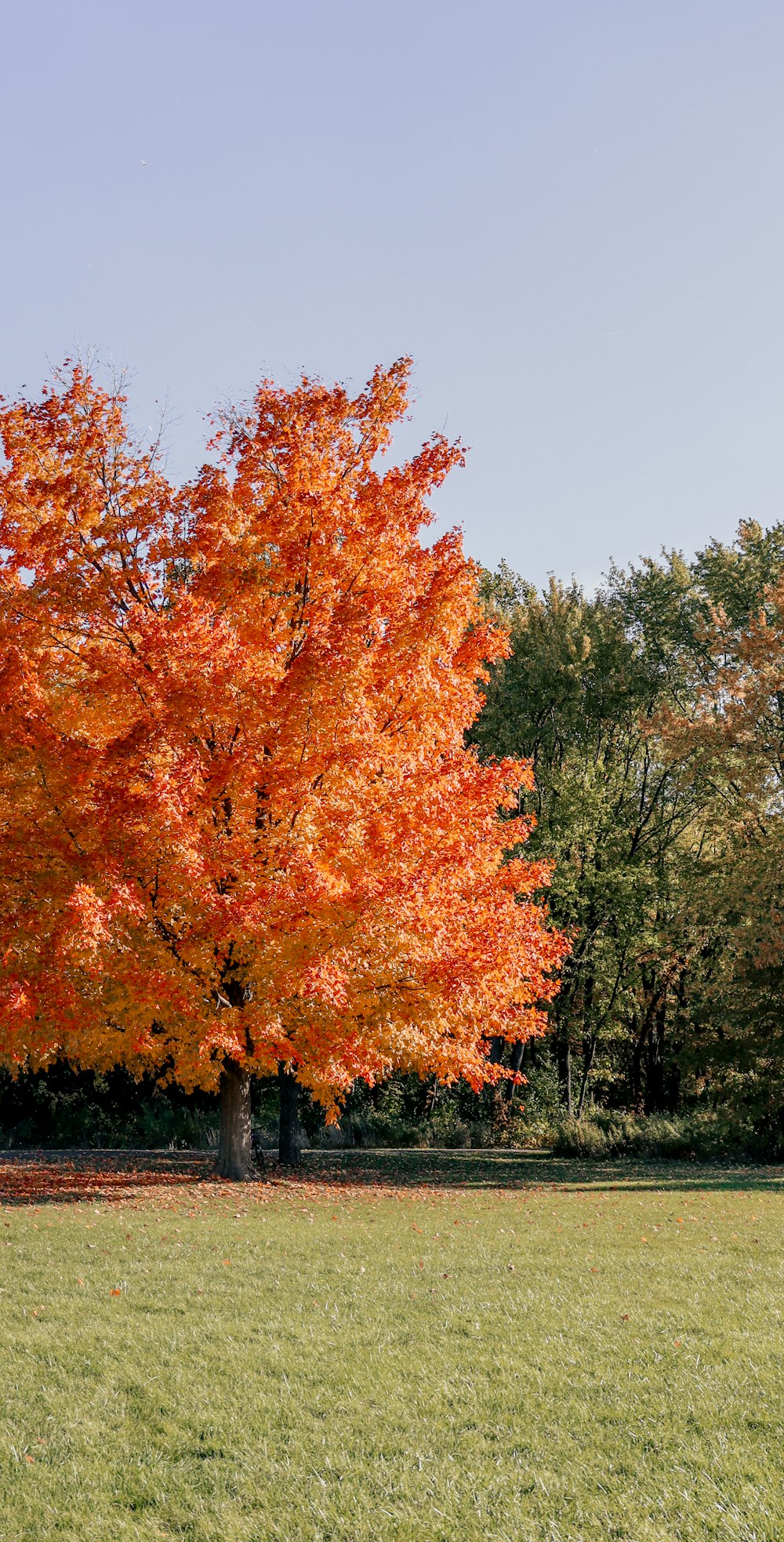 ein großer Baum mit orangefarbenen Blättern auf einem Feld