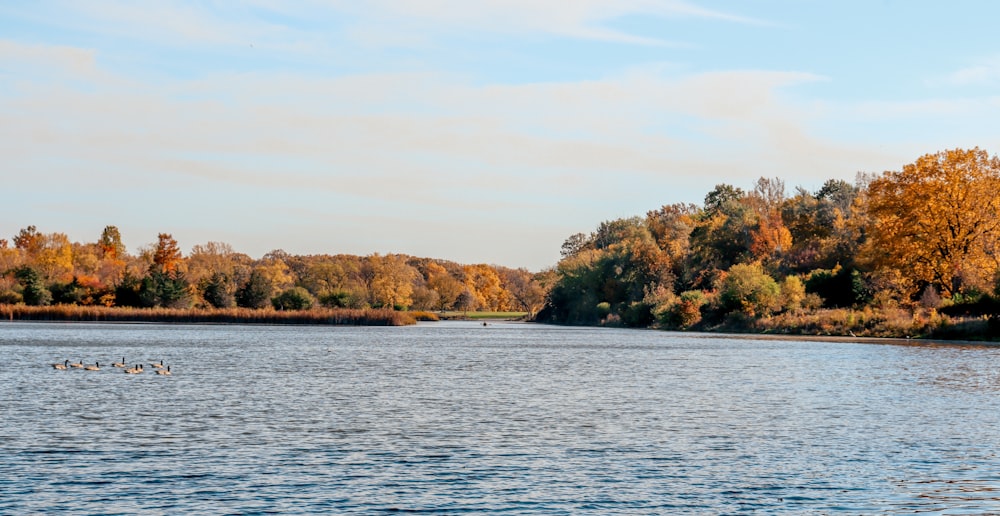 a body of water surrounded by trees in the fall