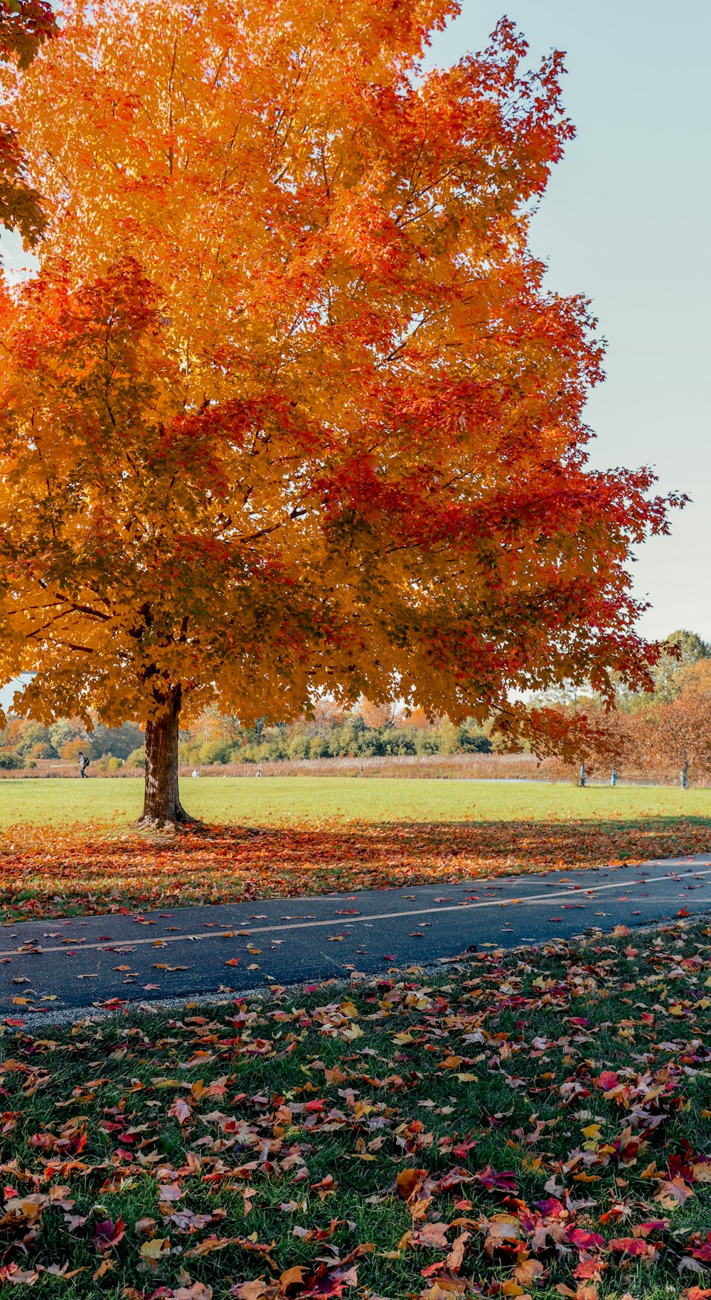 ein Baum, der neben einer Straße steht