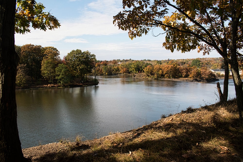 a body of water surrounded by trees and grass