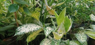 Various green plants with a mix of broad and narrow leaves. Some of the leaves have a unique pattern of white and light green spots, creating an interesting texture. The foliage is dense and lush, giving the appearance of a healthy and thriving group of plants.