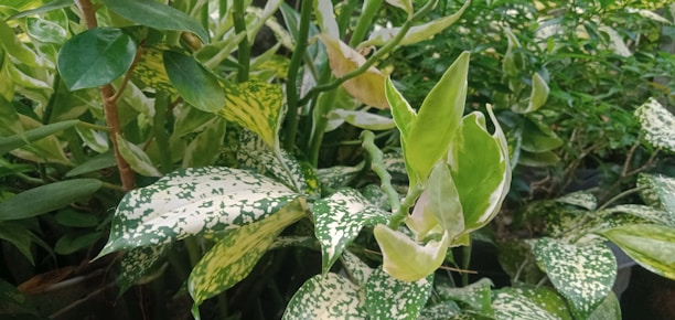 Various green plants with a mix of broad and narrow leaves. Some of the leaves have a unique pattern of white and light green spots, creating an interesting texture. The foliage is dense and lush, giving the appearance of a healthy and thriving group of plants.