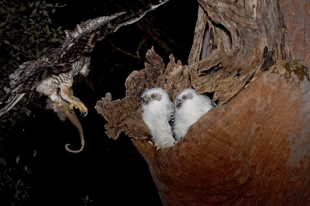 two owls are sitting in a hollow of a tree