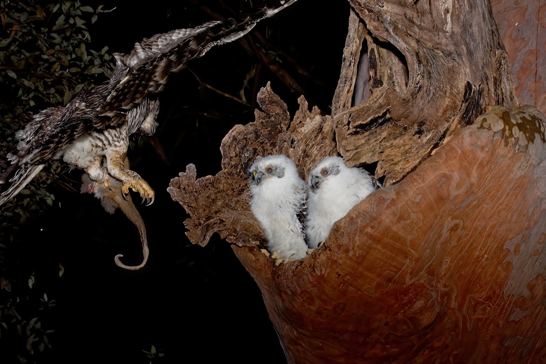 two owls are sitting in a hollow of a tree, Powerful Owl home delivery.