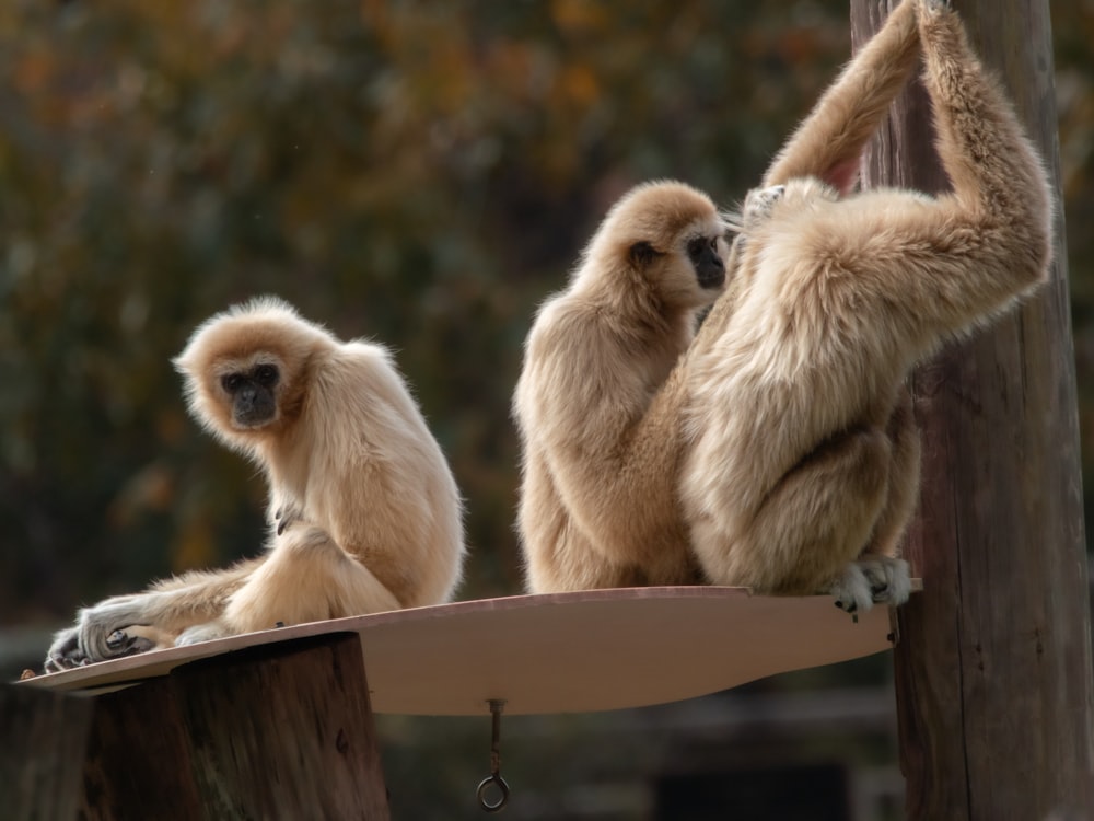 a couple of monkeys sitting on top of a wooden pole