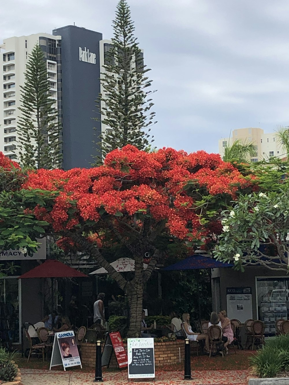 a tree with red flowers in front of a building