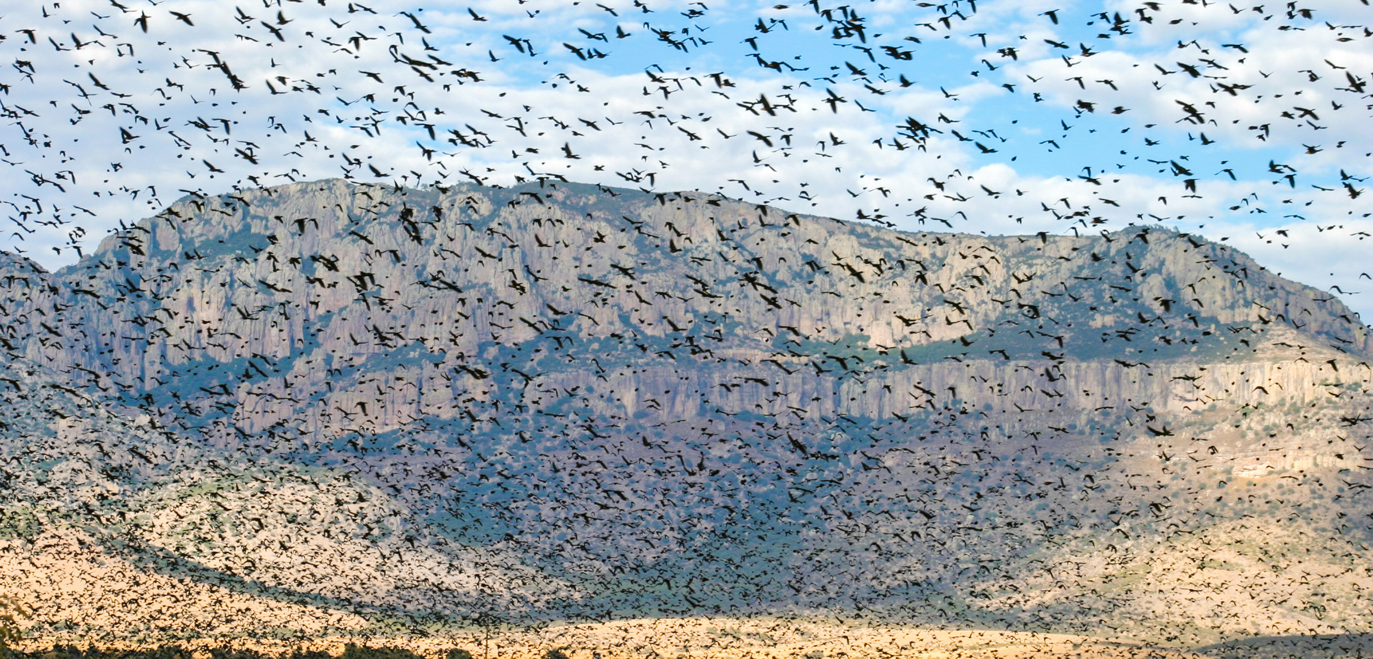 Temperature Thresholds and Metabolic Awakening in Early July - insect migrations early July