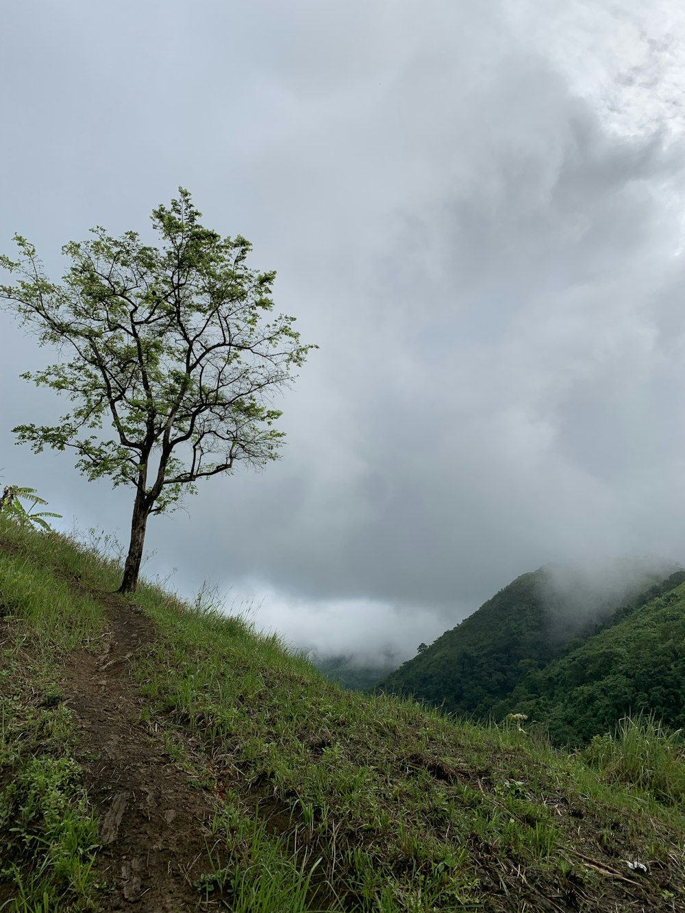 a lone tree stands on a grassy hill