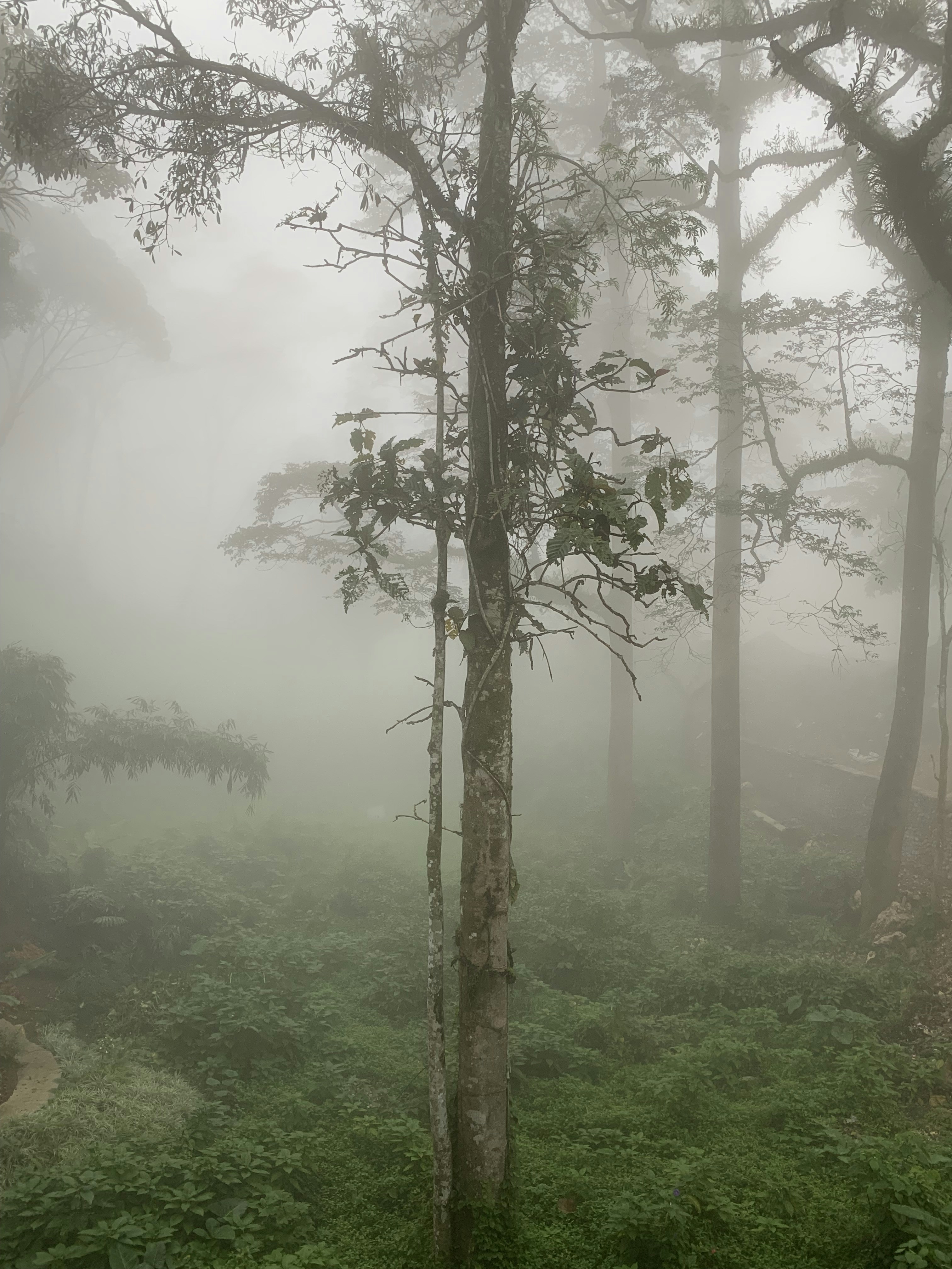 a foggy forest filled with lots of trees