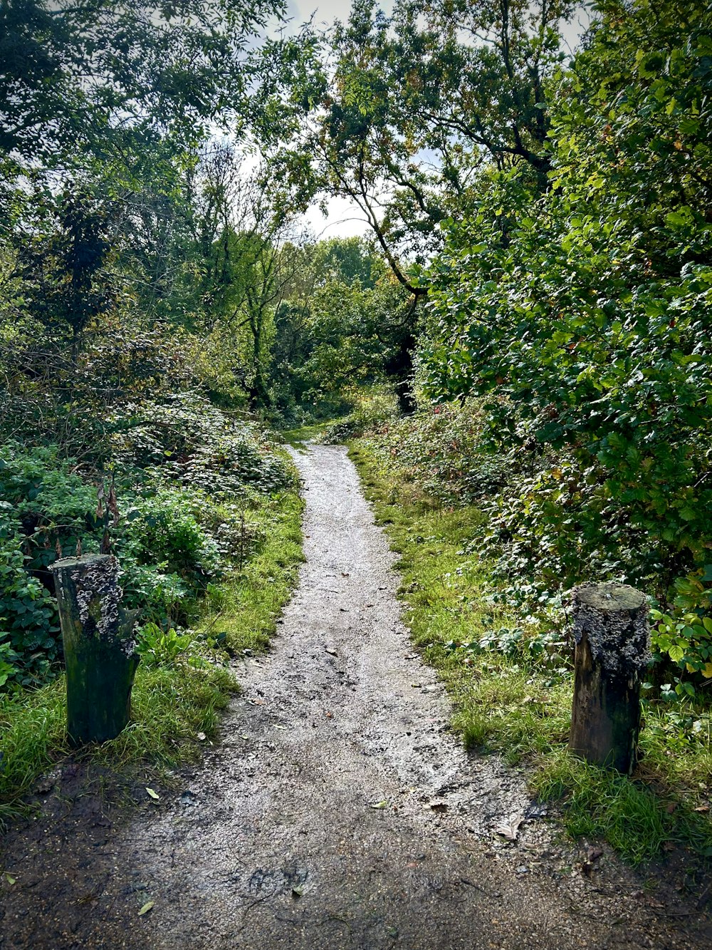 a dirt path in the middle of a forest