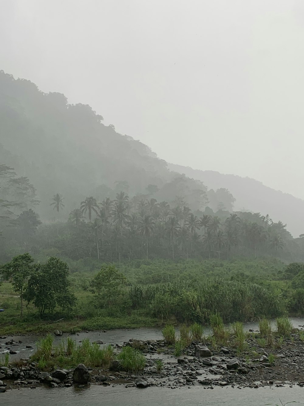 a river running through a lush green forest