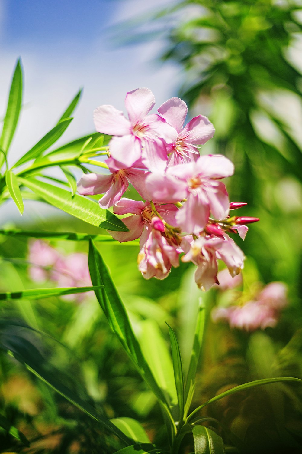 Un ramo de flores rosadas que están en la hierba