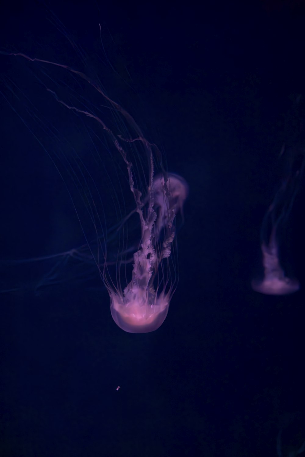 Un grupo de medusas flotando en el agua oscura