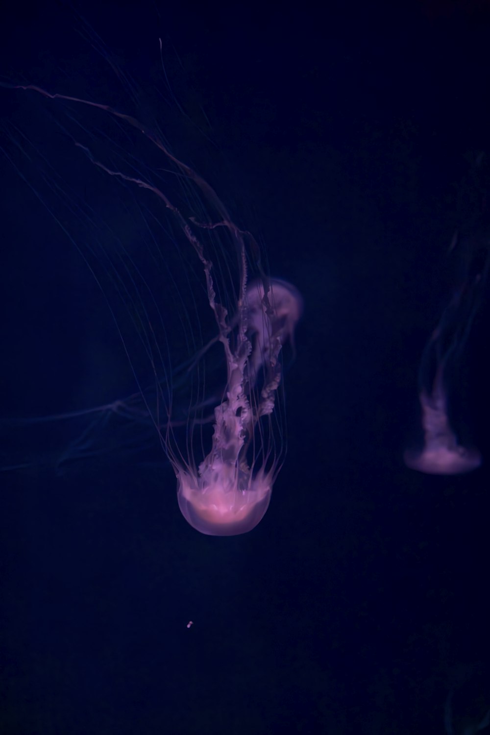 a group of jellyfish floating in the dark water