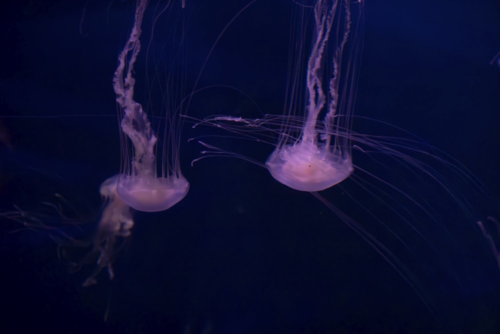 a group of jellyfish floating in the water