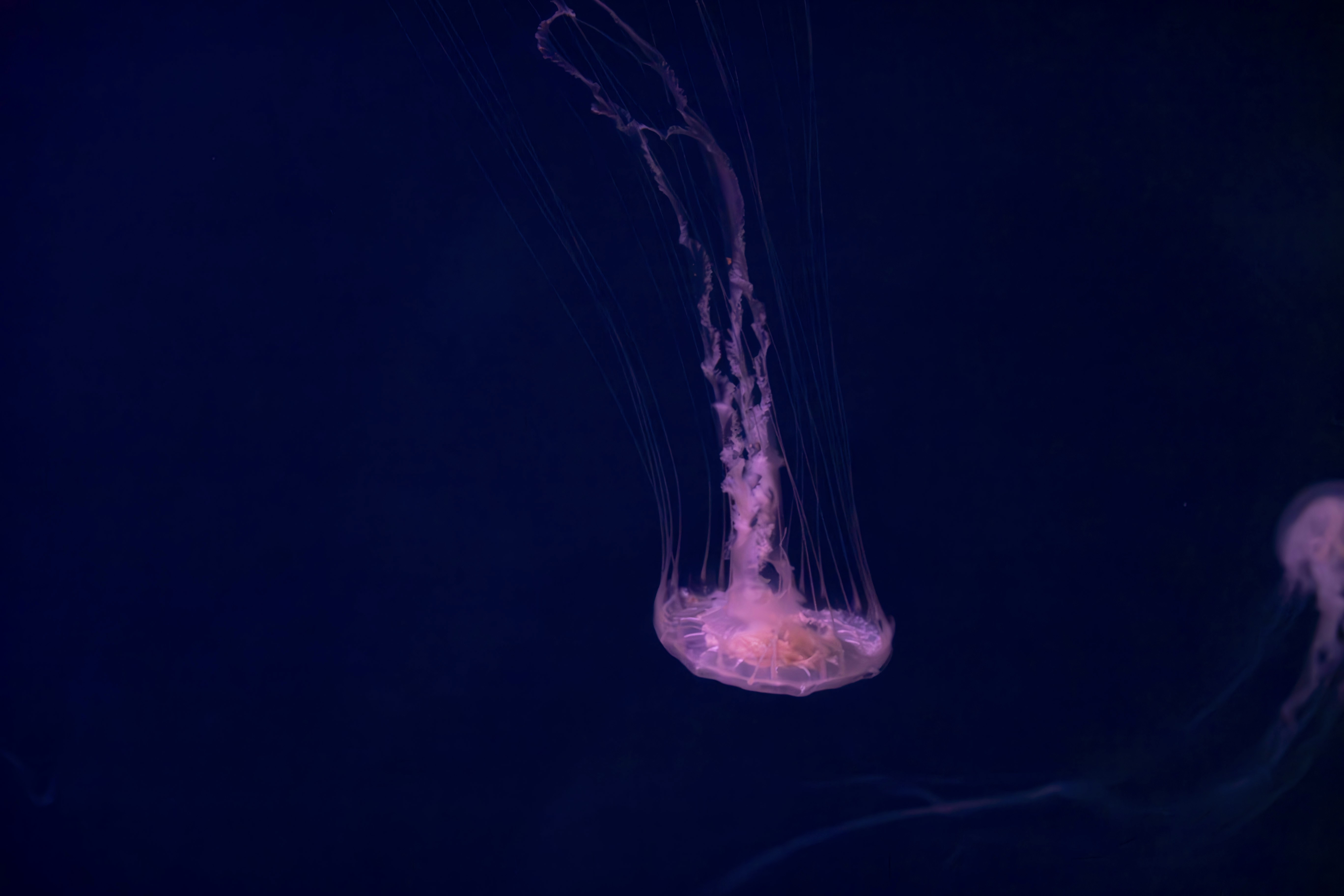 a purple jellyfish floating in the dark water