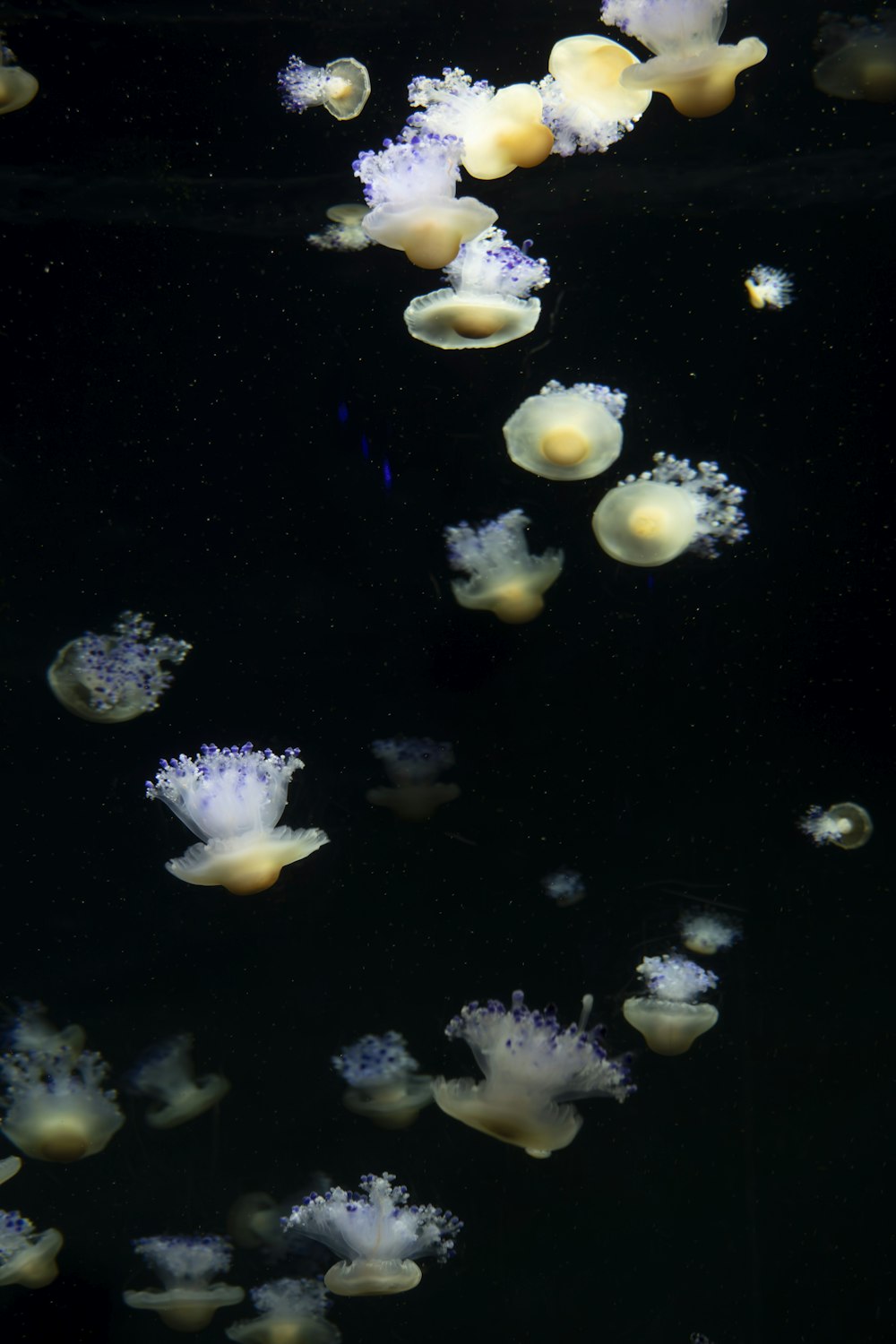 eine Gruppe von Quallen, die in einem Aquarium schwimmen