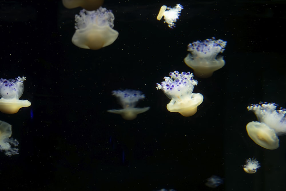 eine Gruppe von Quallen, die in einem Aquarium schwimmen