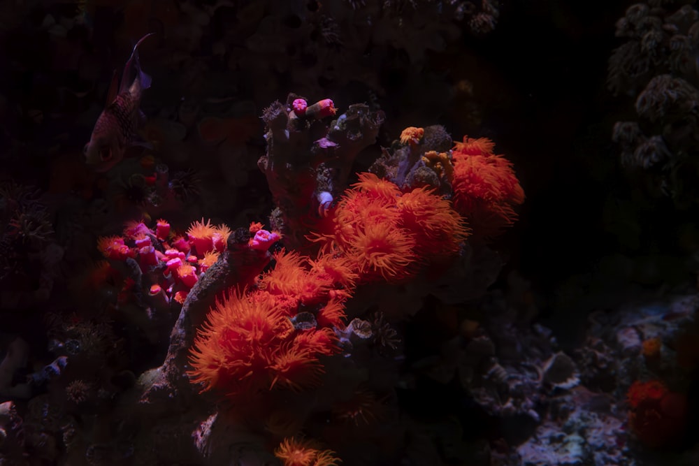 a close up of an orange and red sea anemone