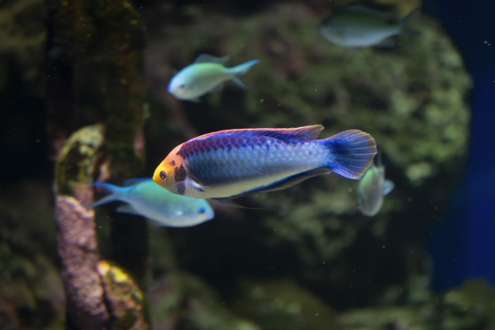 eine Gruppe von Fischen, die in einem Aquarium schwimmen