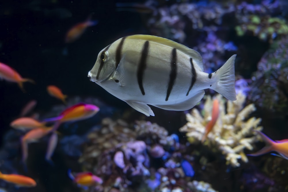 ein Fisch, der in einem Wasser schwimmt