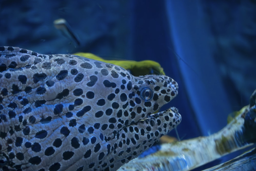 a close up of a fish in a tank