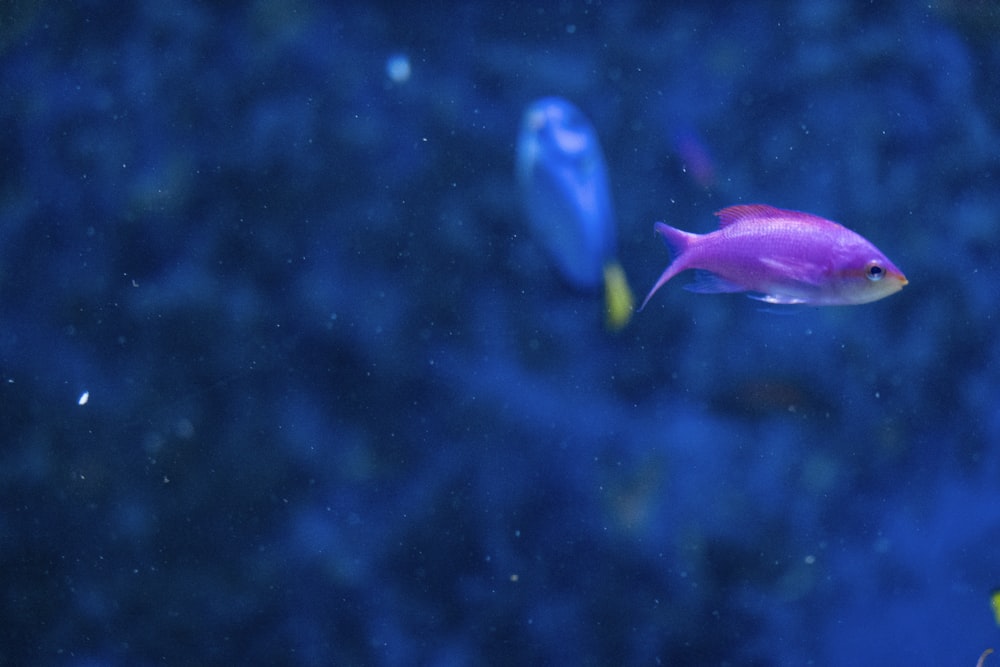 um grupo de peixes nadando em um aquário