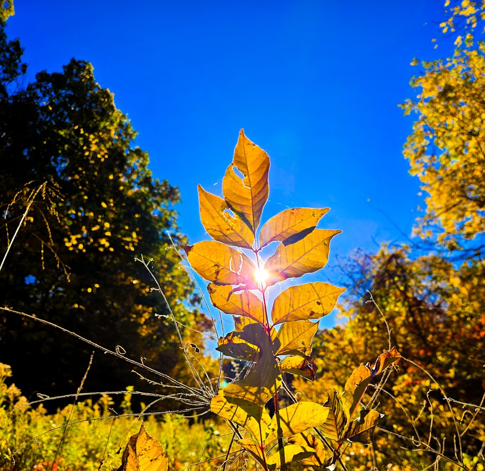 the sun shines through the leaves of a tree