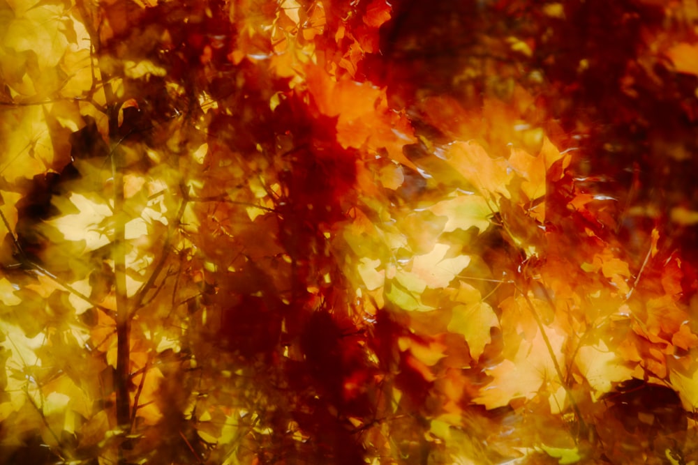 a close up of a tree filled with lots of leaves