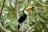 A toucan with a large, vibrant orange beak is perched on a tree branch in a lush green forest. The bird has black feathers on its body, white on its chest and neck, and a striking blue ring around its eye.