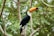 A toucan with a large, vibrant orange beak is perched on a tree branch in a lush green forest. The bird has black feathers on its body, white on its chest and neck, and a striking blue ring around its eye.