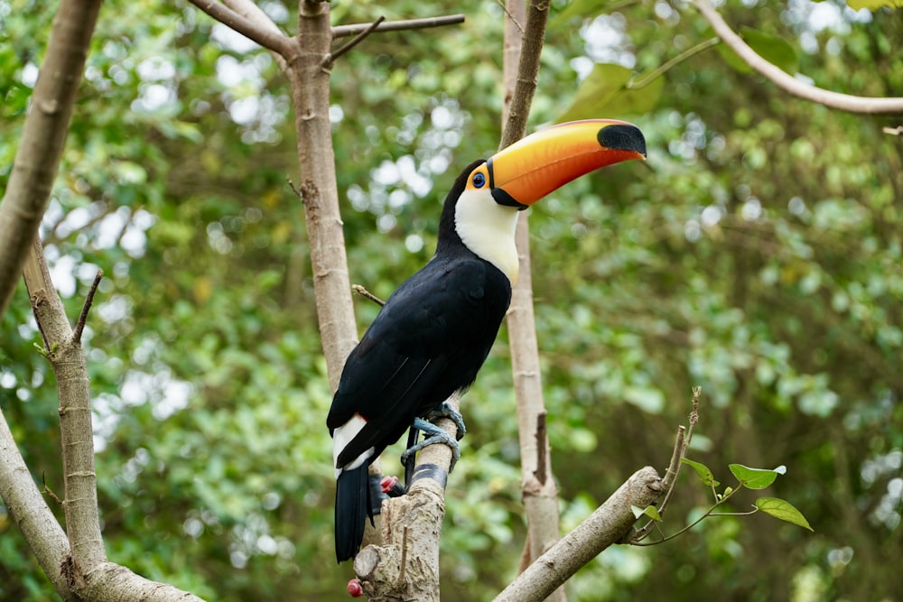 a toucan perched on a branch in a tree