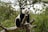 A giant panda is perched comfortably on a thick tree branch, surrounded by lush green foliage. The panda's distinct black and white fur contrasts with the vibrant greenery, creating a serene and natural setting.