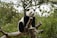 A giant panda is perched comfortably on a thick tree branch, surrounded by lush green foliage. The panda's distinct black and white fur contrasts with the vibrant greenery, creating a serene and natural setting.