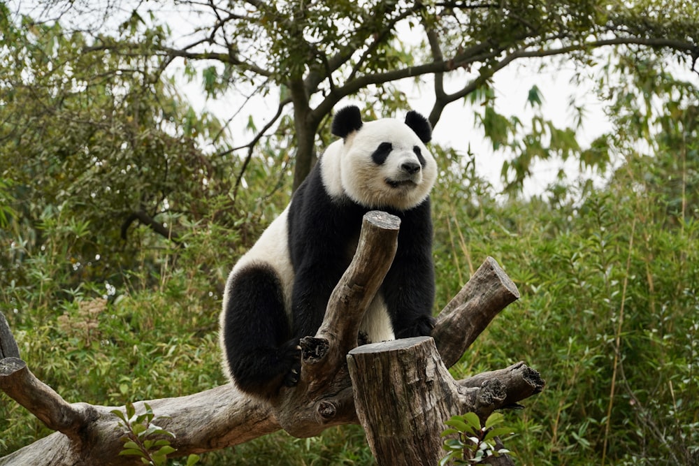 a panda bear sitting on top of a tree branch