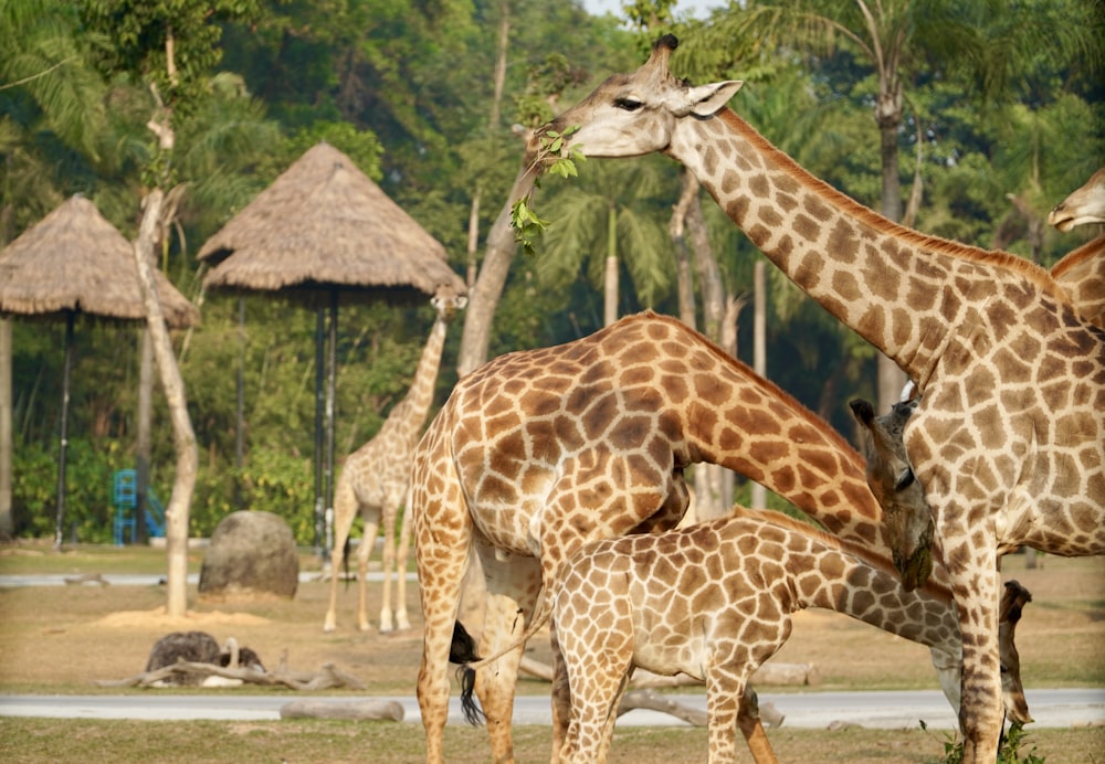 a group of giraffes eating leaves from a tree