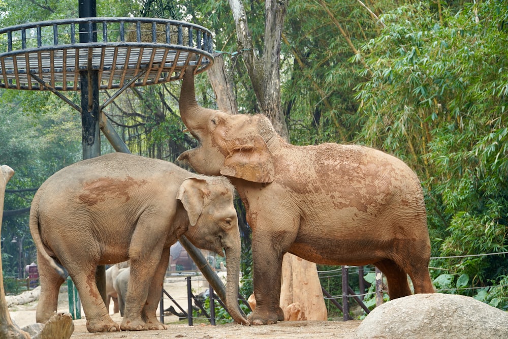 a couple of elephants standing next to each other