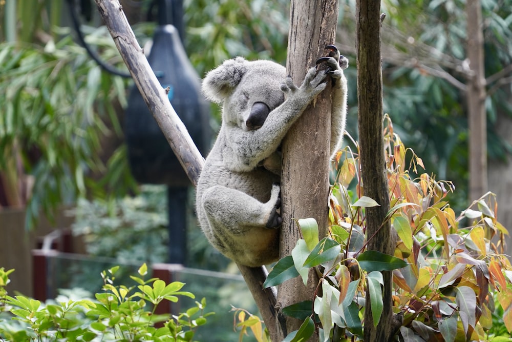 a koala bear climbing up a tree branch