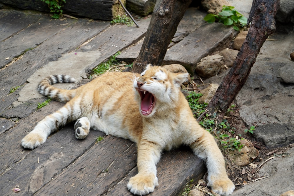 an orange and white cat yawns while laying on the ground