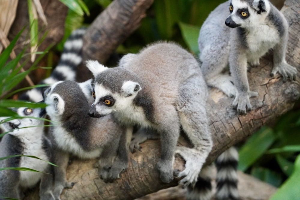 a group of lemurs sitting on top of a tree branch