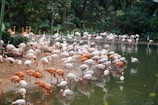 Flamingos gathered around the vibrant waters of Lake Manyara National Park.