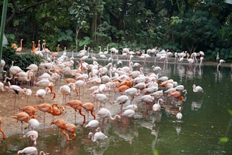 A colorful flock of flamingos gathered along the shores of Lake Manyara, framed by lush greenery.