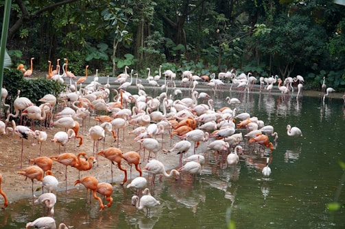 A colorful flock of flamingos gathered along the shores of Lake Manyara, framed by lush greenery.