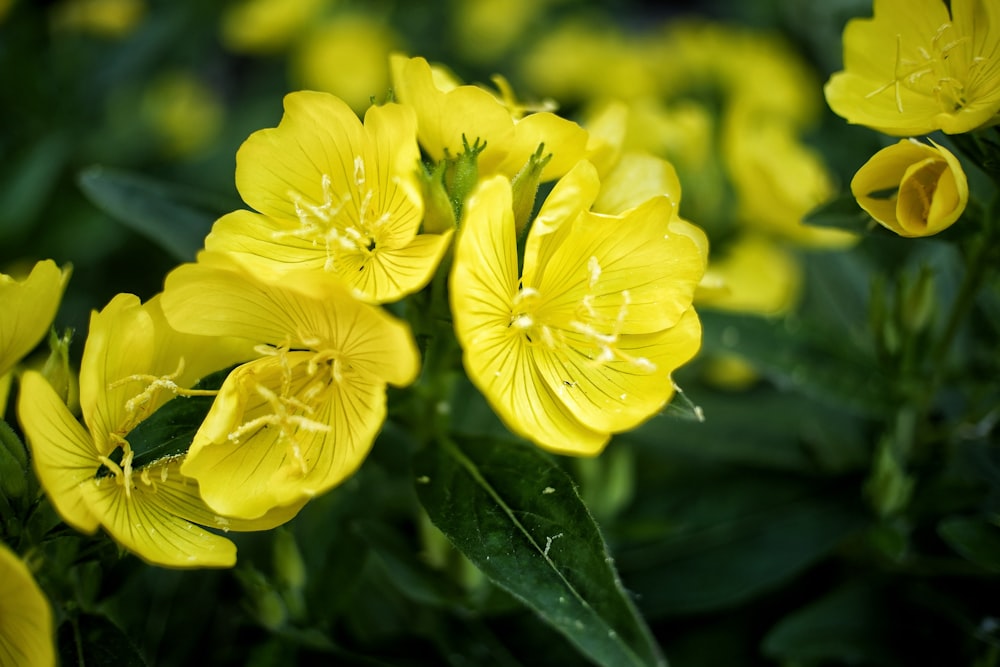 a group of yellow flowers with green leaves