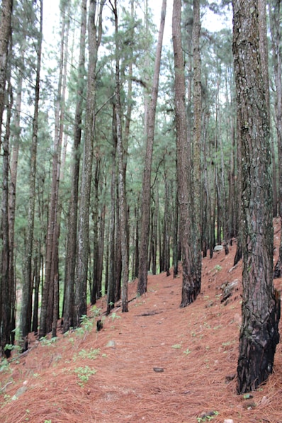 a trail in the middle of a pine forest