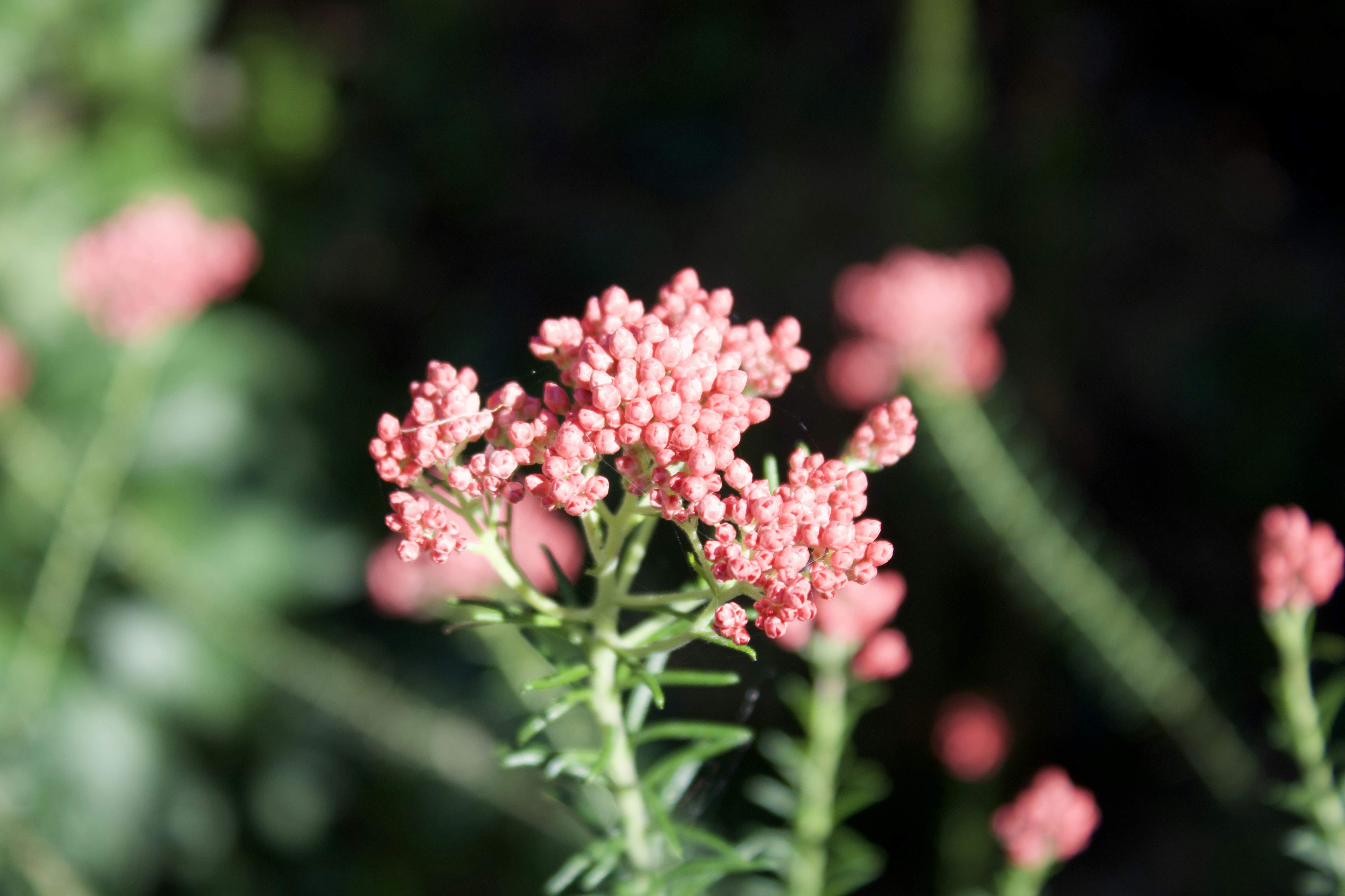 Photo by risingmountain