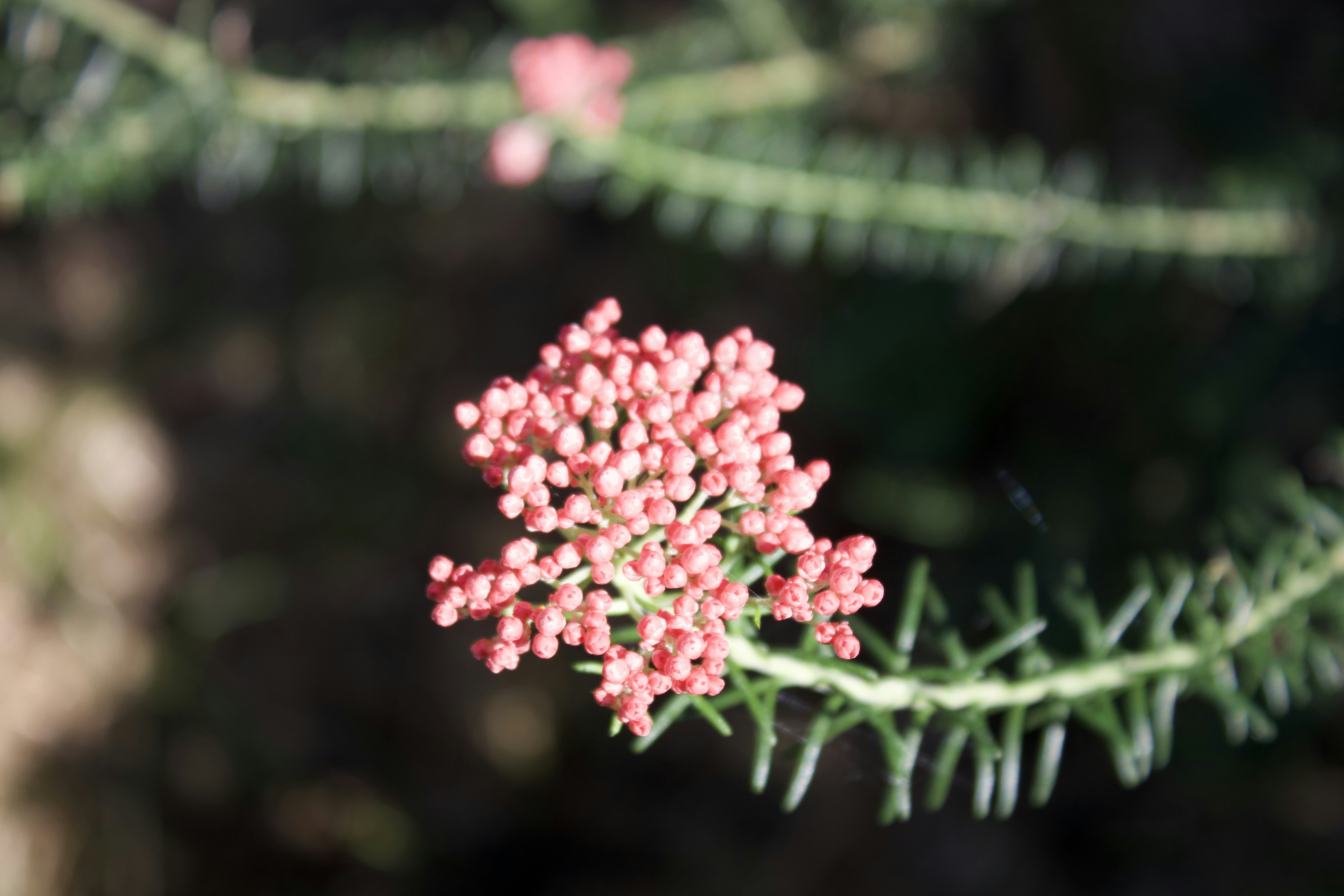 Photo by risingmountain