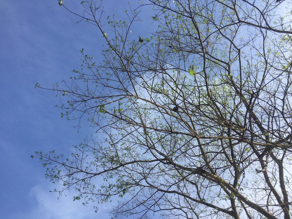푸른 하늘을 배경으로 한 나뭇가지